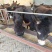 纯散养德州驴肉驴种驴可视频看货全国配送包运输
