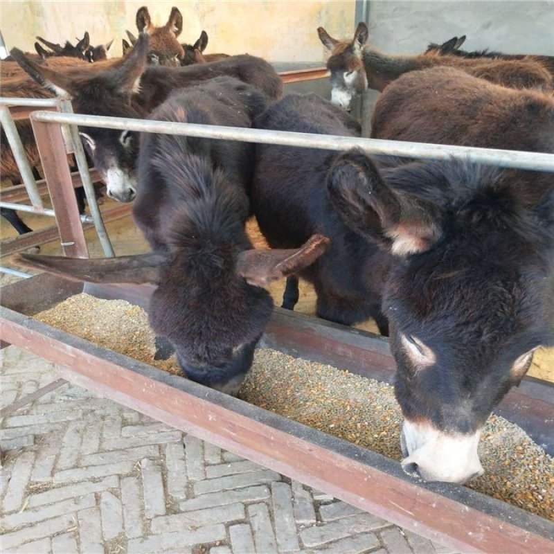 纯散养德州驴肉驴种驴可视频看货全国配送包运输