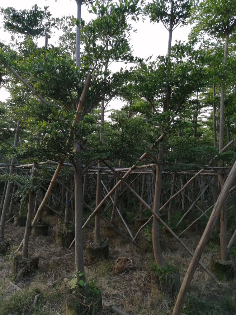 小叶榄仁、细叶榄仁、非洲榄仁