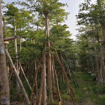 小叶榄仁、细叶榄仁、非洲榄仁