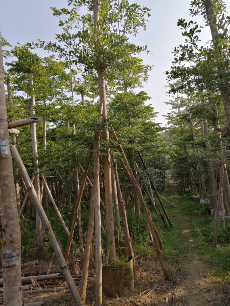 小叶榄仁、细叶榄仁、非洲榄仁