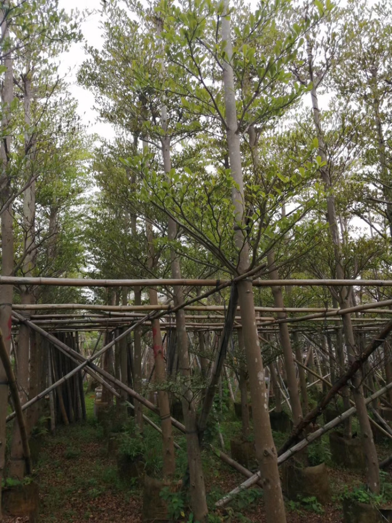 小叶榄仁、细叶榄仁、非洲榄仁