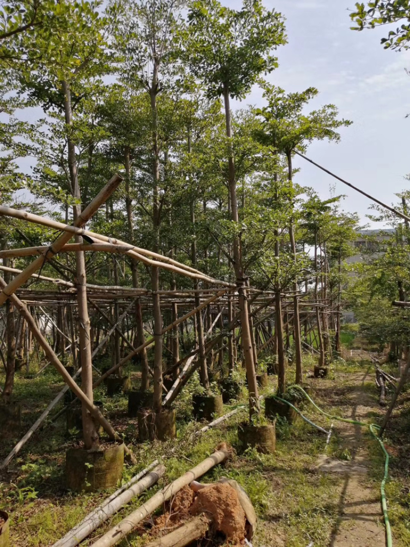 小叶榄仁、细叶榄仁、非洲榄仁
