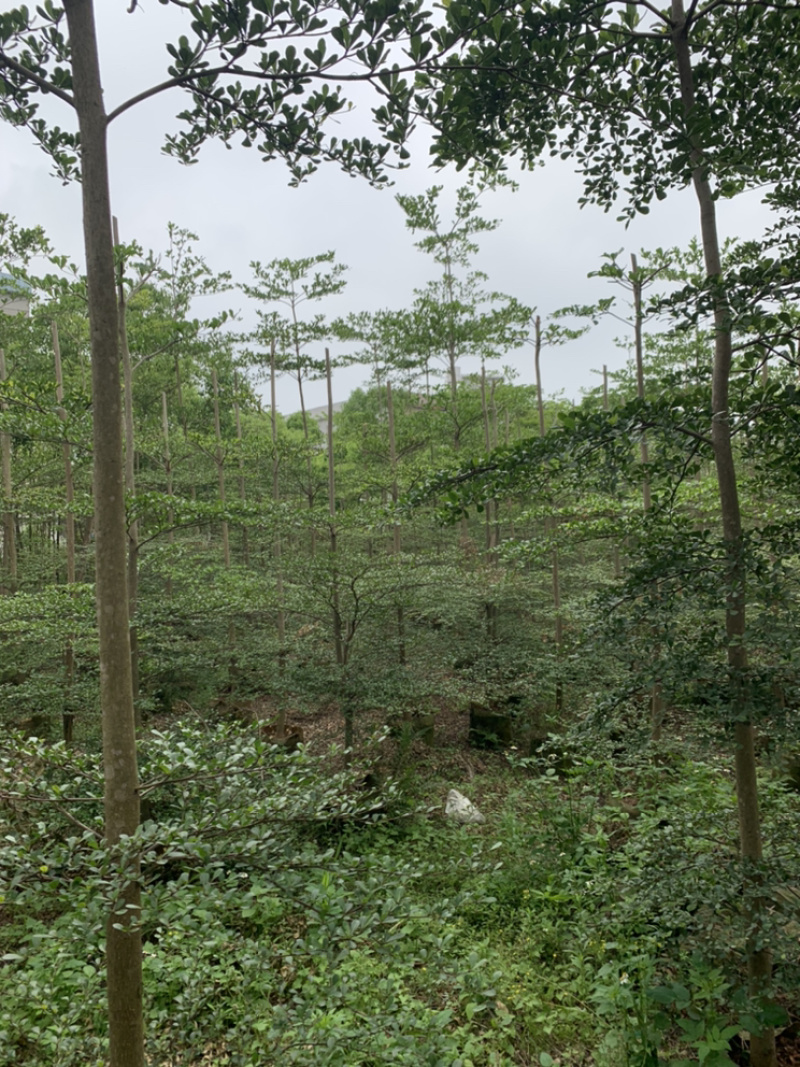 小叶榄仁、细叶榄仁、非洲榄仁