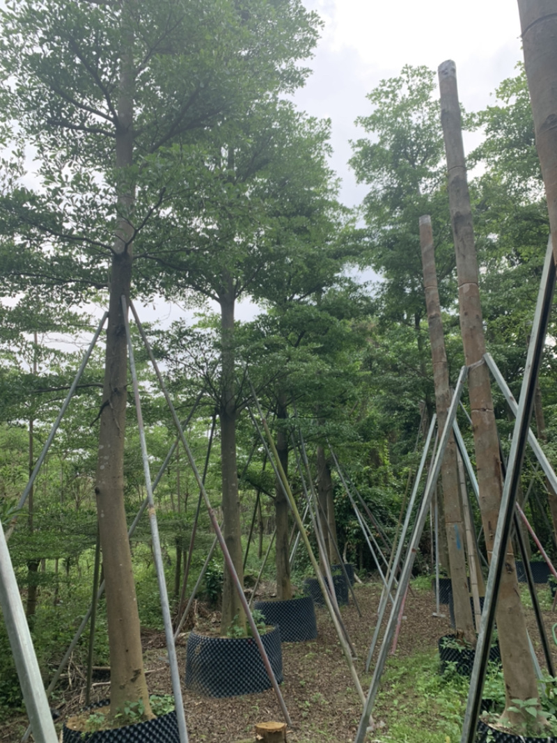 小叶榄仁、细叶榄仁、非洲榄仁