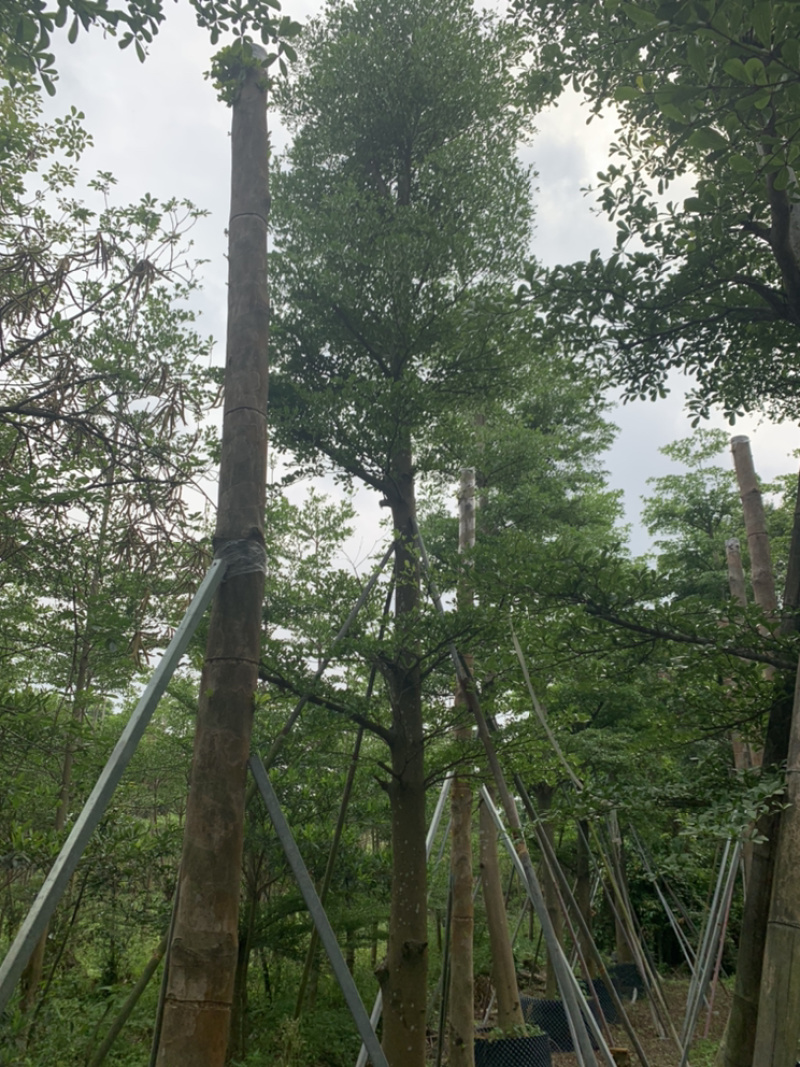 小叶榄仁、细叶榄仁、非洲榄仁