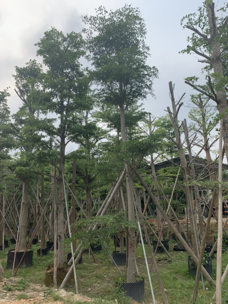 小叶榄仁、细叶榄仁、非洲榄仁