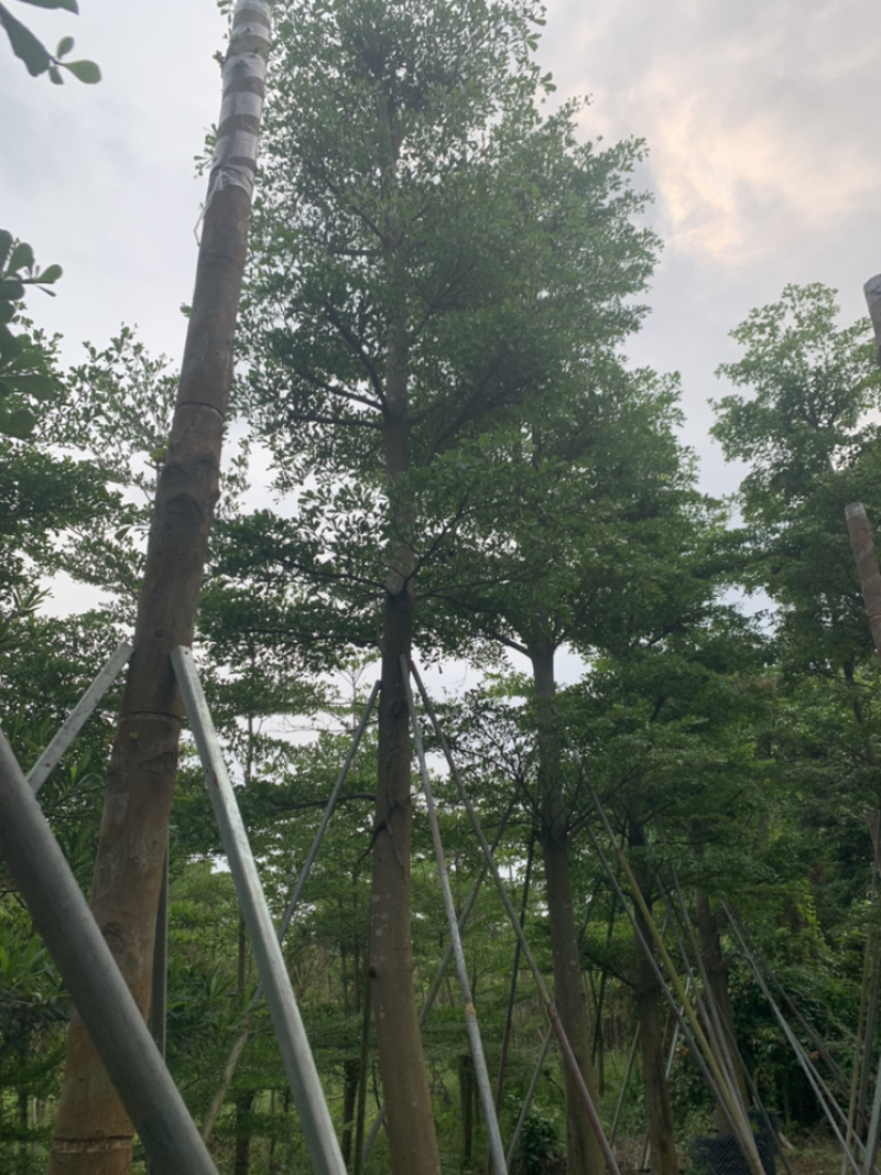 小叶榄仁、细叶榄仁、非洲榄仁