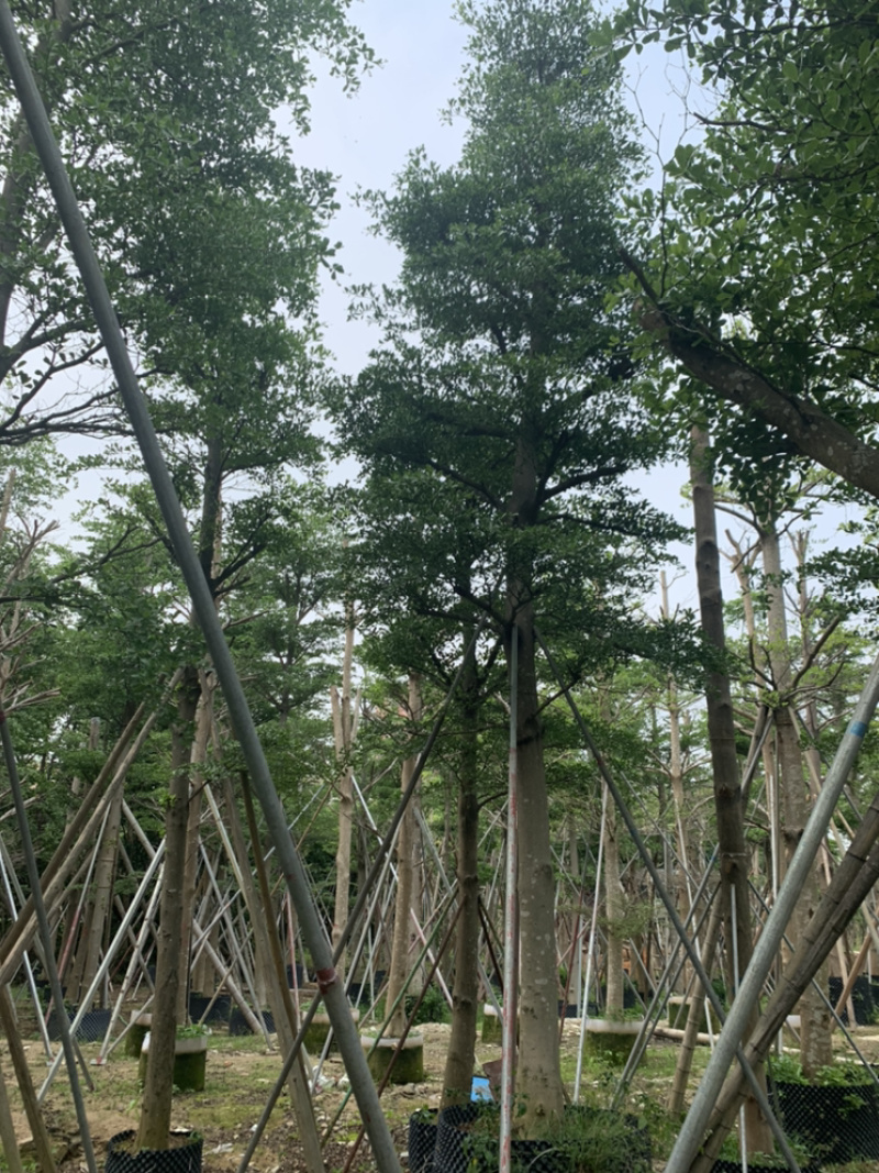 小叶榄仁、细叶榄仁、非洲榄仁