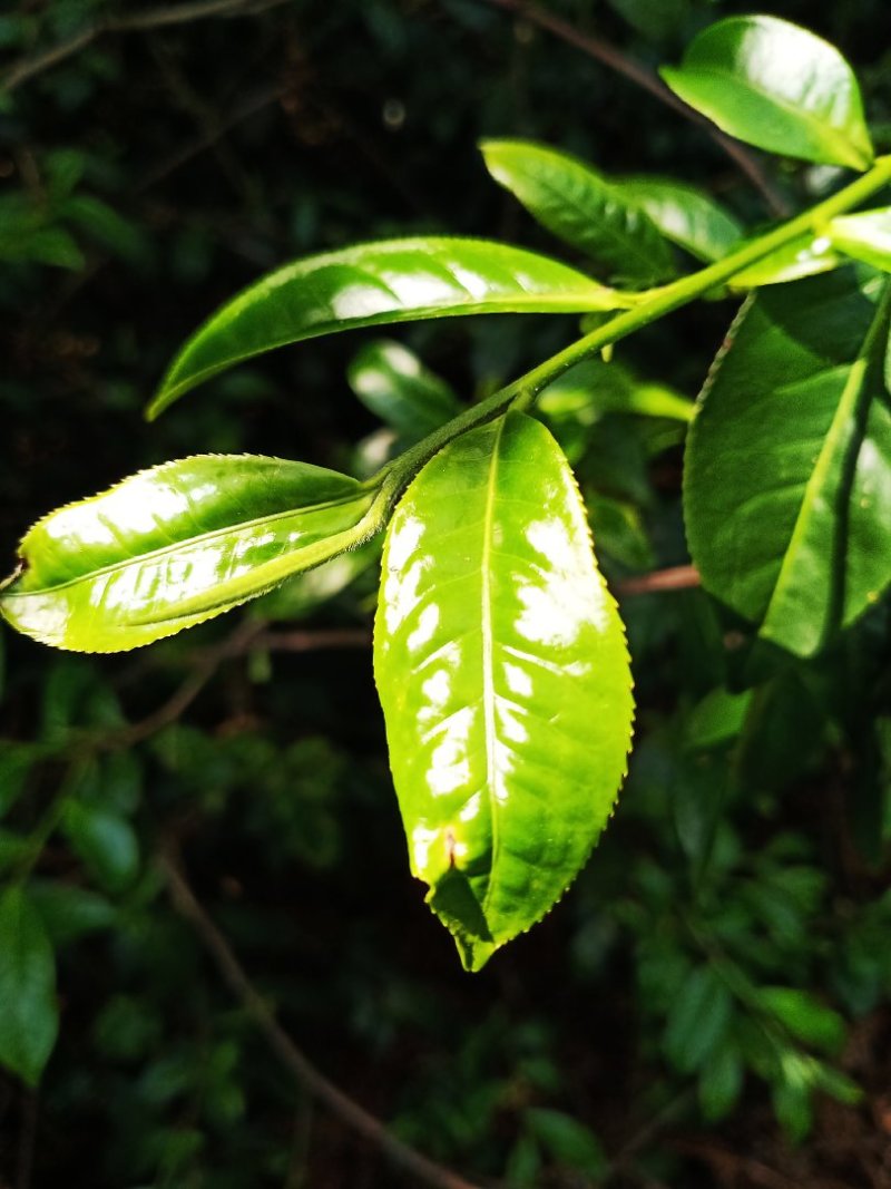 普洱茶