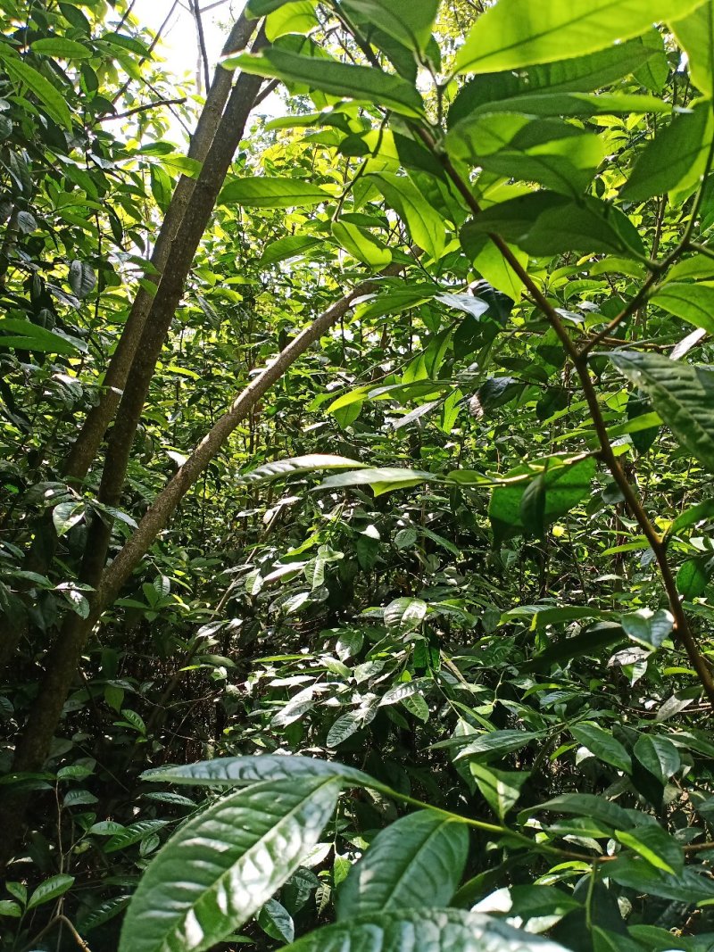 普洱茶