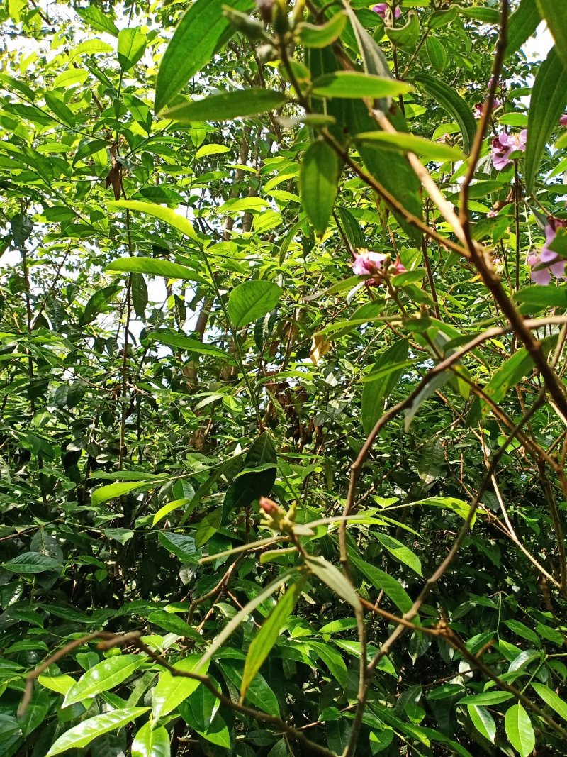 普洱茶