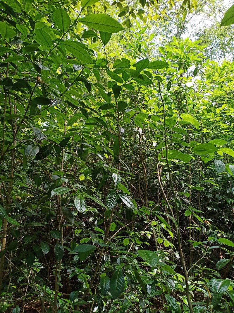 普洱茶