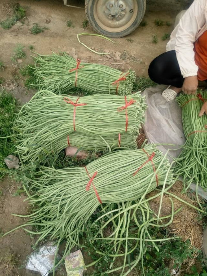 精品豇豆
