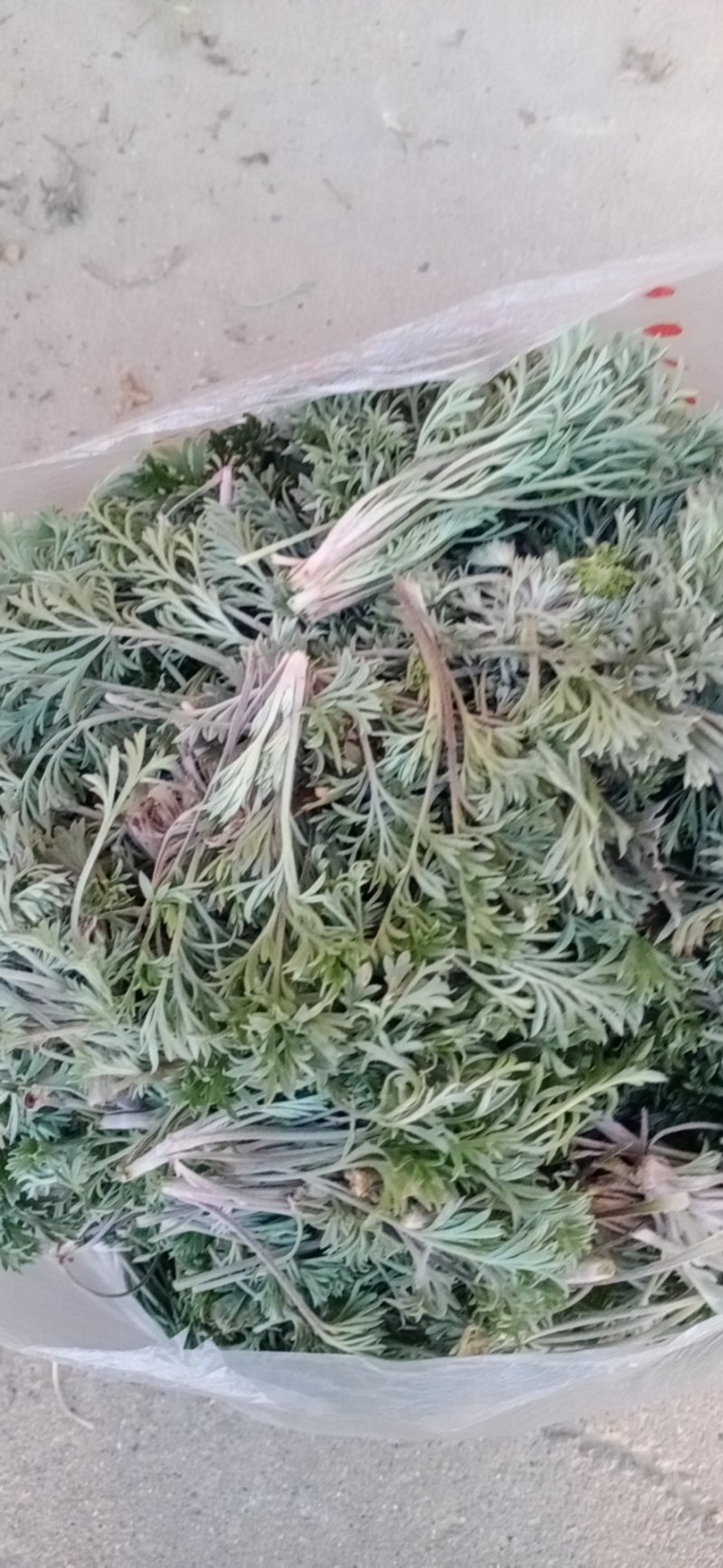 野菜特菜