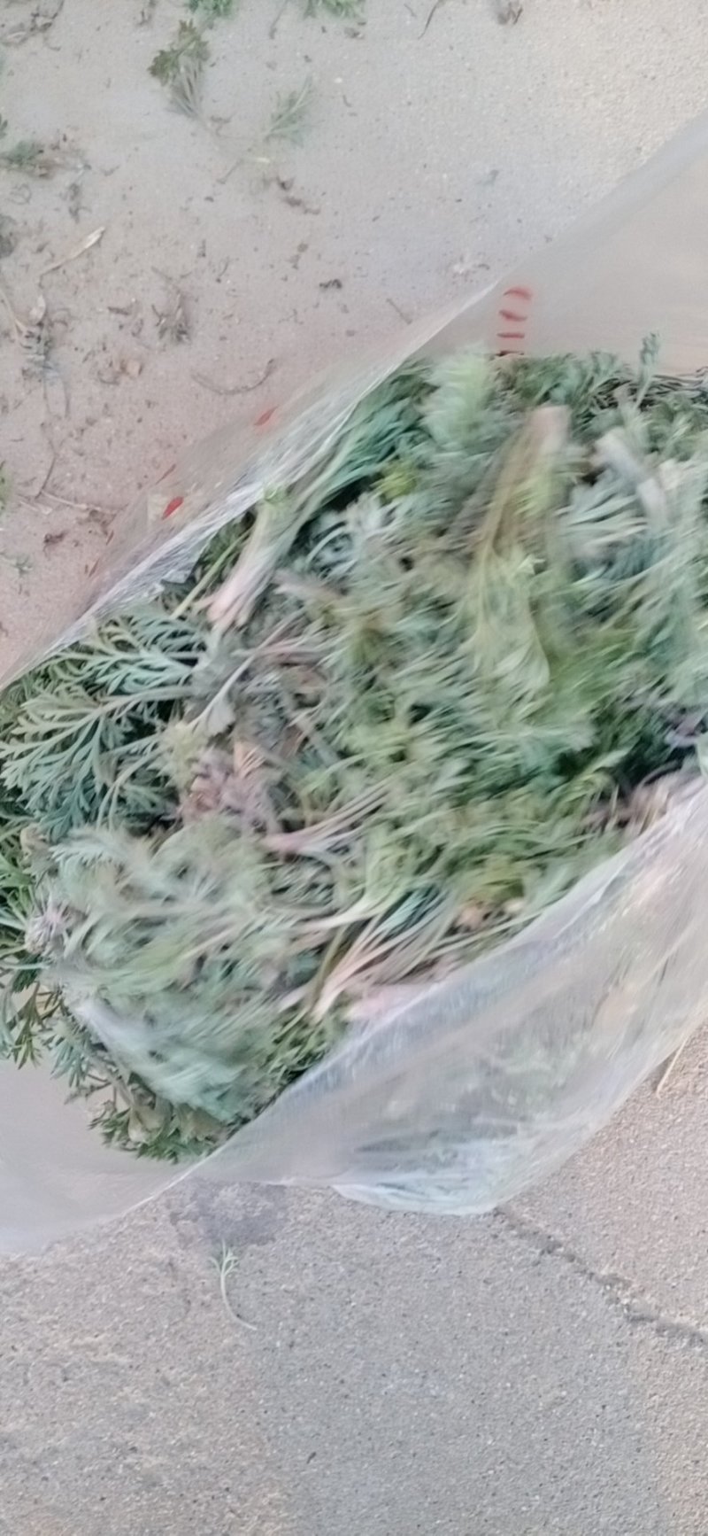 野菜特菜