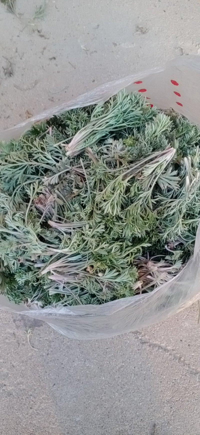 野菜特菜