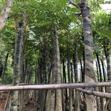 火焰木、焰木、苞萼木、火焰树