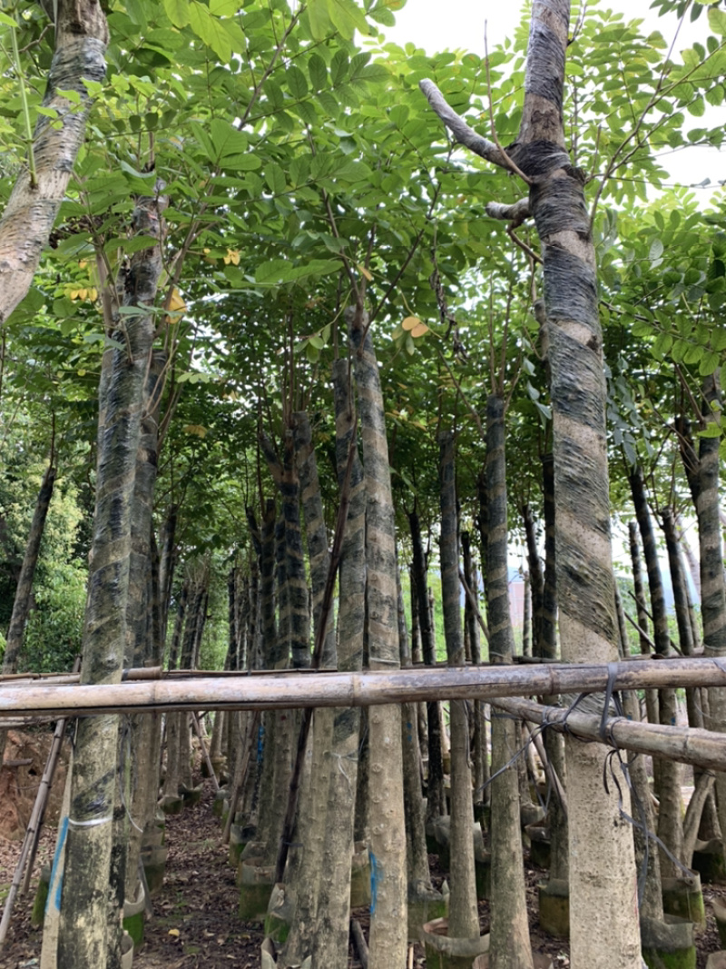 火焰木、焰木、苞萼木、火焰树