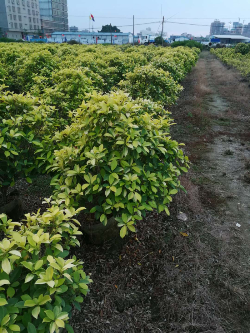 黄心榕、黄叶榕、黄金榕、黄榕