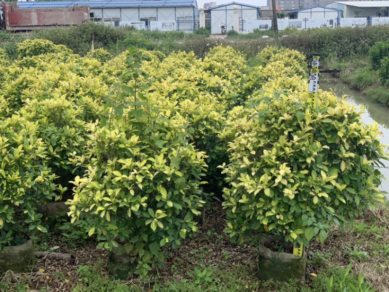 黄心榕、黄叶榕、黄金榕、黄榕