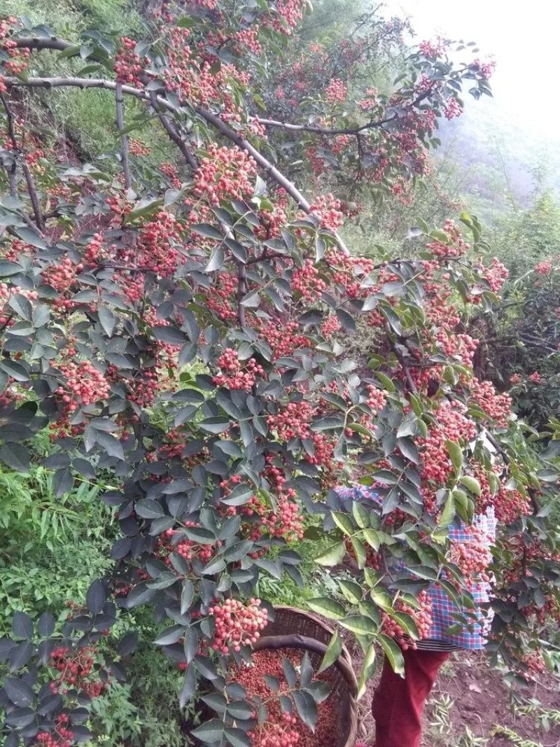 花椒大红袍