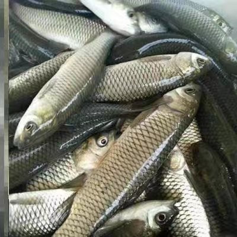 【青鱼苗】精品青鱼苗量大从优质量保证提供养殖技术