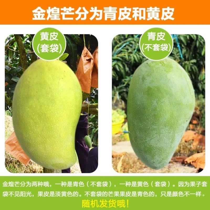 【支持一件代发】广西百色金煌芒(甜心芒)，生熟两吃