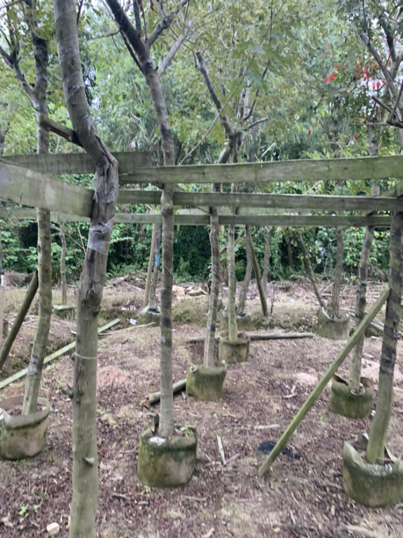黄槐、黄花槐、粉叶决明、黄花决明