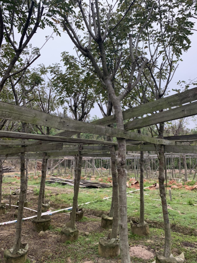 黄槐、黄花槐、粉叶决明、黄花决明
