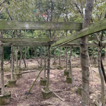 黄槐、黄花槐、粉叶决明、黄花决明