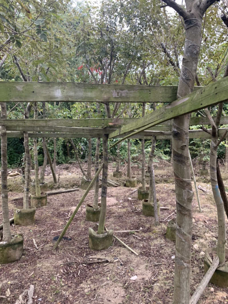 黄槐、黄花槐、粉叶决明、黄花决明