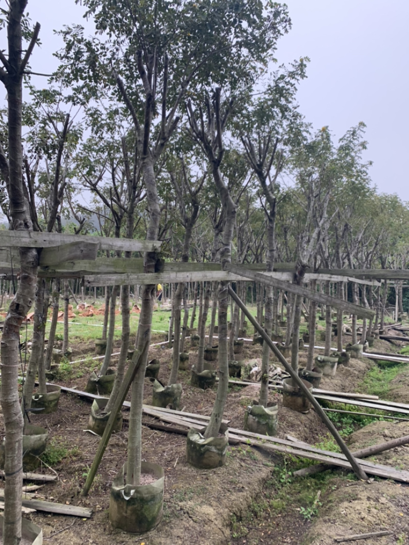 黄槐、黄花槐、粉叶决明、黄花决明