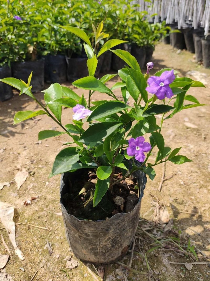 鸳鸯双色茉莉花，紫色茉莉花，浓香型盆栽好