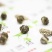 茉莉花茶龙珠玉女手工茶香气足耐泡茉莉龙珠花果茶