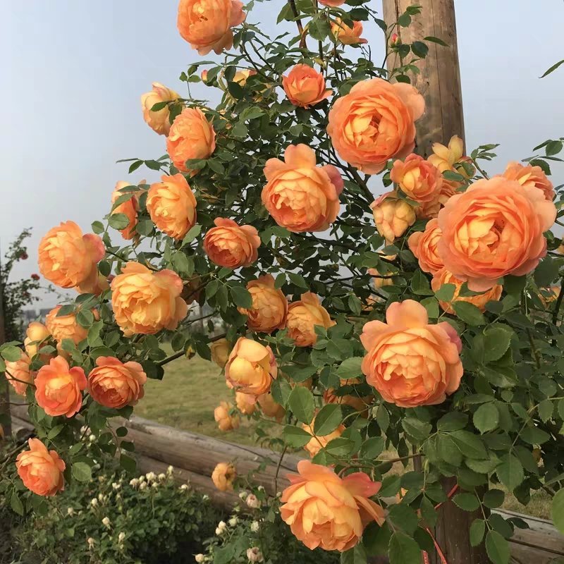 藤本月季大花浓香庭院爬藤植物四季开花