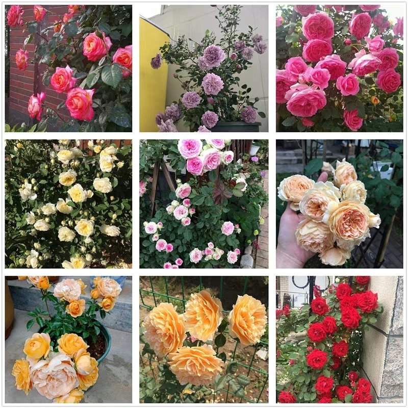 藤本月季大花浓香庭院爬藤植物四季开花