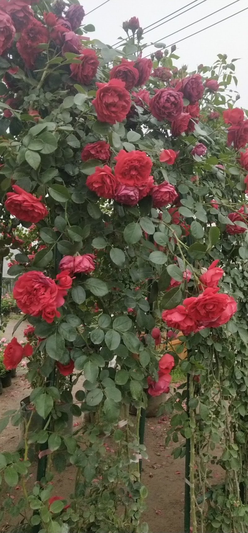 藤本月季大花浓香庭院爬藤植物四季开花