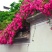 藤本月季大花浓香庭院爬藤植物四季开花