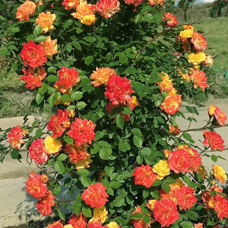 藤本月季大花浓香庭院爬藤植物四季开花