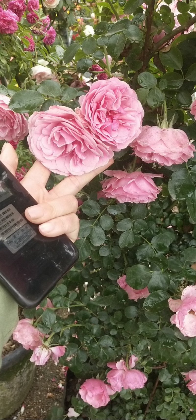藤本月季大花浓香庭院爬藤植物四季开花