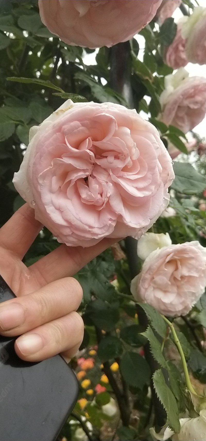 藤本月季大花浓香庭院爬藤植物四季开花