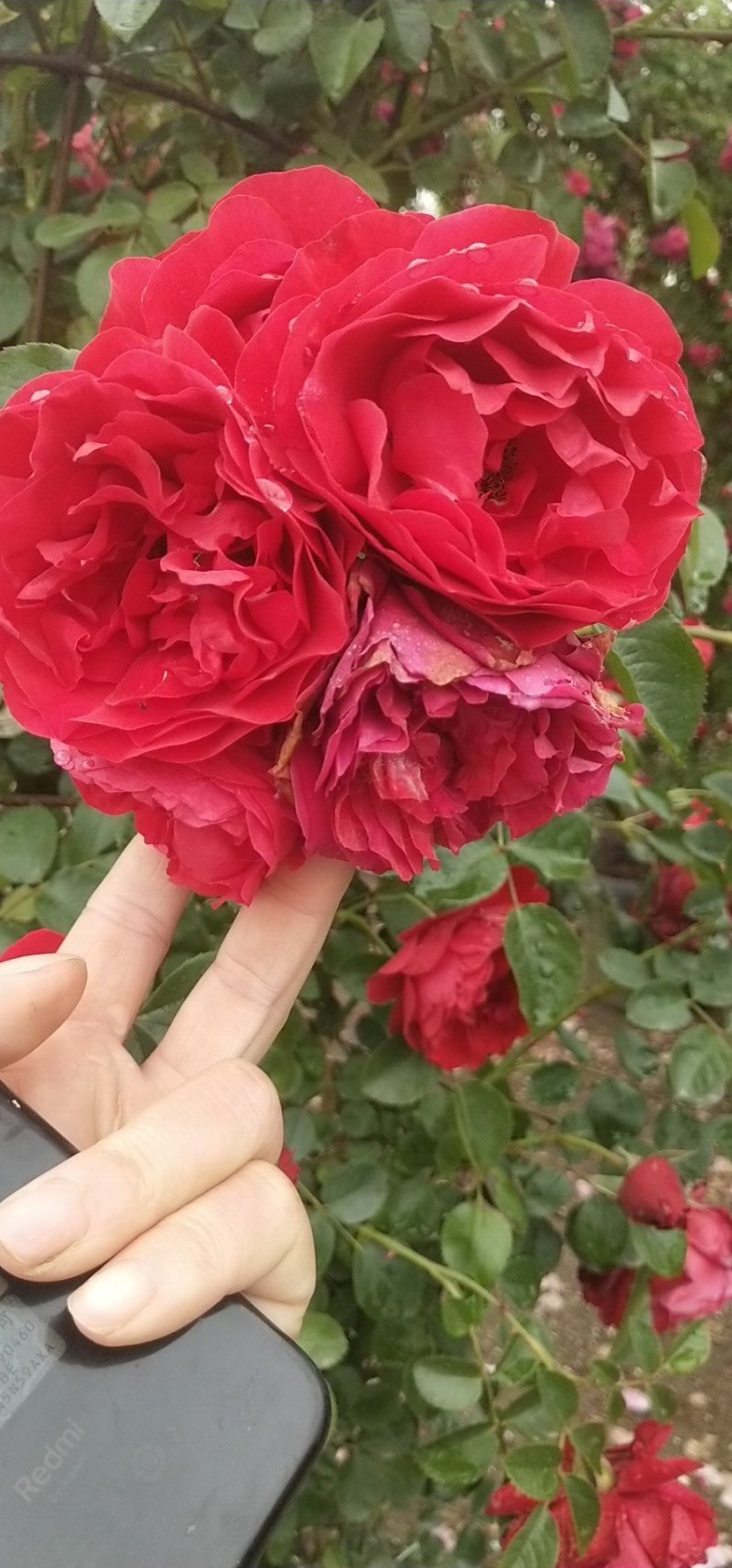 藤本月季大花浓香庭院爬藤植物四季开花