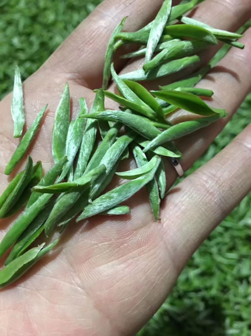 金骏眉红茶小嫩芽头明前桐木关红茶手工制作高山花香型耐泡型