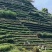 金骏眉红茶小嫩芽头明前桐木关红茶手工制作高山花香型耐泡型