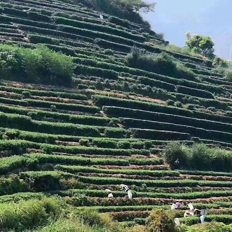 金骏眉红茶小嫩芽头明前桐木关红茶手工制作高山花香型耐泡型