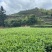 金骏眉红茶小嫩芽头明前桐木关红茶手工制作高山花香型耐泡型