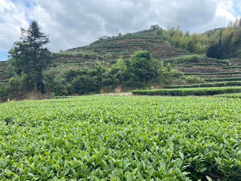 金骏眉红茶小嫩芽头明前桐木关红茶手工制作高山花香型耐泡型