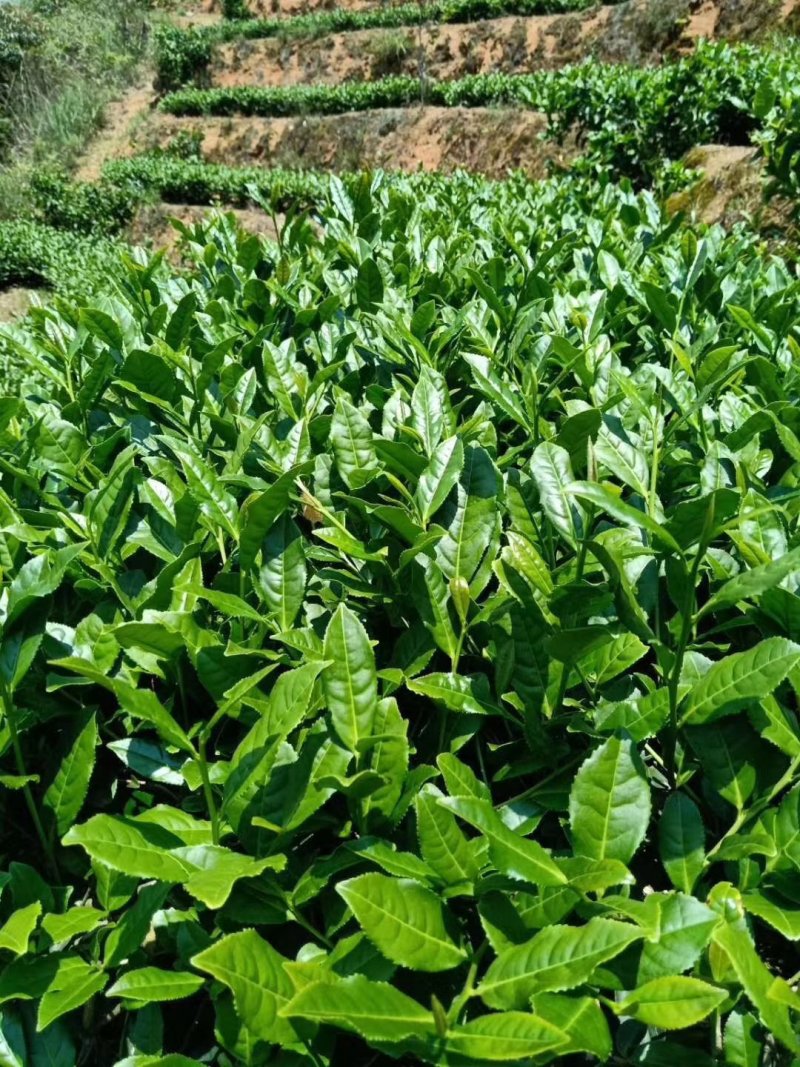 金骏眉红茶小嫩芽头明前桐木关红茶手工制作高山花香型耐泡型