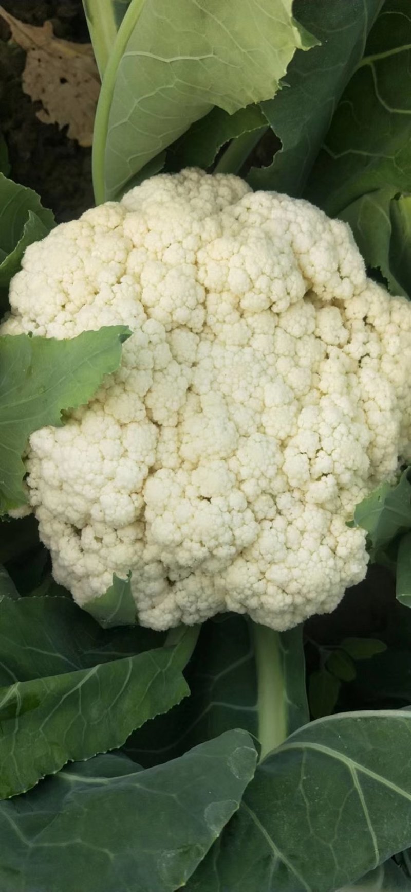 有机花菜精品正在大量上市中，欢迎各位老板前来洽谈！